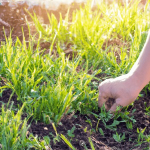 Agroquímicos Amigables con el Ambiente.